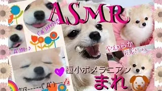 ASMR🎧 極小ポメラニアン『まれ🐶』～1歳2ヶ月～@naomoso