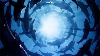 MIDNIGHT SHARK