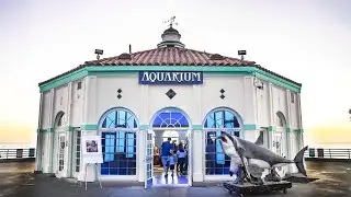 Travel: ( Review) Roadhouse Aquarium in Manhattan Beach California 2024 ( part 2) | Dalton My World