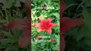 День семьи, любви и верности! С праздником!