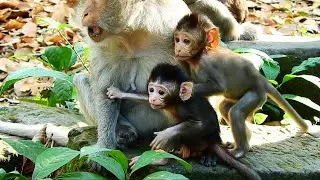 Much Surprise Baby Monkey