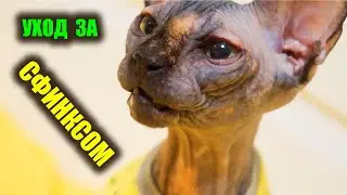 Канадский сфинкс требует ухода совсем немного.