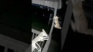 CAUGHT ON CAMERA: Cat vs Coyote 