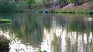 Футаж лесное озеро,