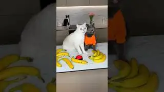 You messed with the wrong cats😭 