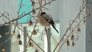 СНЕГИРИ В ДЕКАБРЕ