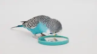 my trained love bird 😍🐦