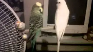 Budgies on a Floor Fan