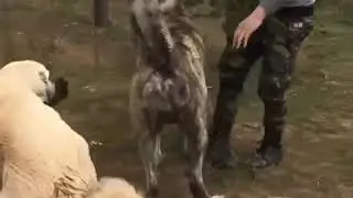 Dev Çapar Köpeği !
