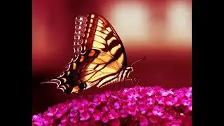 Tutorial Photoshop CS5 - Cross Processing (Demo)