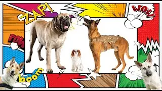 Dog Breeds - Do You Know Their Purpose?