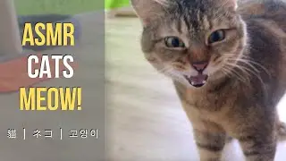ASMR Cats Meowing Sound