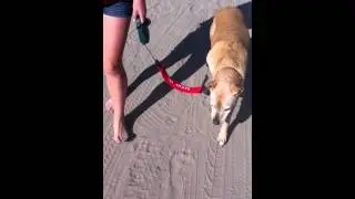 Dog Leash Guard Prevents Tangling