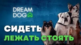 Сидеть Лежать Стоять 🐶 Как быстро научить собаку командам 🐕 Каким образом приучить щенка команде 🐩