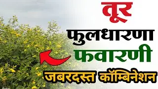 तूर फुलधारणा वाढवण्यासाठी फवारणी | तूर फुलकळी निघण्यासाठी फवारणी | tur pik niyogen