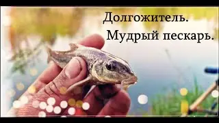 Долгожитель. Старый премудрый пескарь.