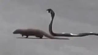 Мангуст против кобры