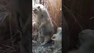 Как настоящий!!! боже мой ♥️