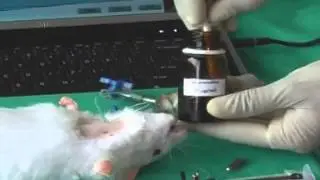 Robotic Rat for Medical Surgery Practice