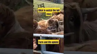 farm and life update #cow #cattle #animals #farmlife #vlog #highlands