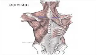 Erector Spinae Block-Transverse Approach