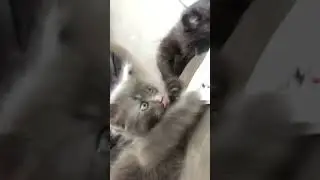 Cute baby cats #cat