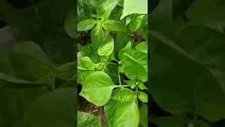 🌿🌿сладкий перец. чем подкормила 