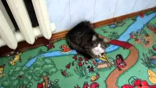 Мега ржач! кошка Маша смешно мяукает!!