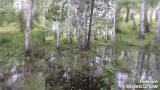 Стихи из беседки. 