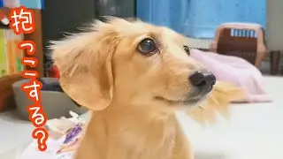 愛犬　休日は抱っこサービスに励む甘えん坊ダックスフンド