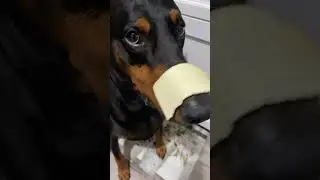 Cheese time #puppy #shorts