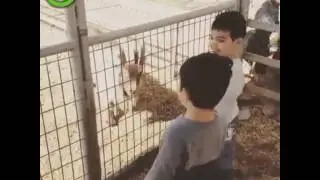 GOAT FENCE KID!