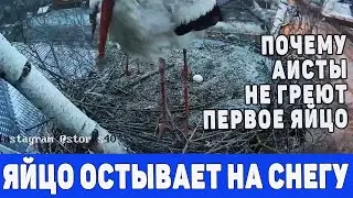 КАК АИСТЫ ВСТРЕЧАЮТ ПЕРВОЕ ЯЙЦО. ПОЧЕМУ НЕ ГРЕЮЮТ