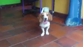 un excelente ejemplar de la raza beagle enano