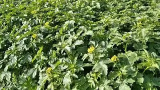 Если осенью вырос сидерат,  то что с ним делать