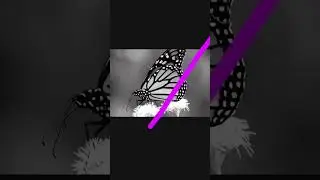 pink shade butterfly editing 📸📸