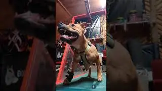 питбуль спорт / Pitbull powersports