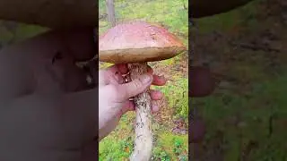Собираем грибы в Октябре