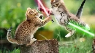 The war of cats