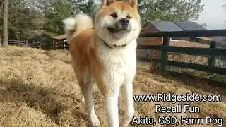 Dog Training 