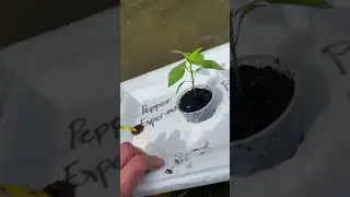On a scale from 1-10.. how well will this grow? 10 best, 1 worst. 🌱🌱🪴