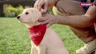 Advantix Spot On oldat kutyák számára | Petissimo