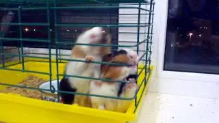 Супер свинки. Дядя Вунькес и Буся.