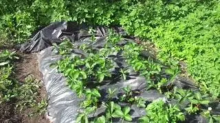 Что делать чтобы Клубника поспела раньше.