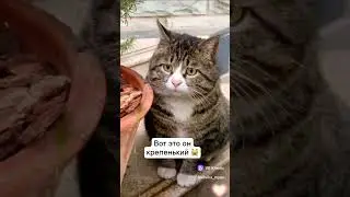 не сачастливый #большой #кот