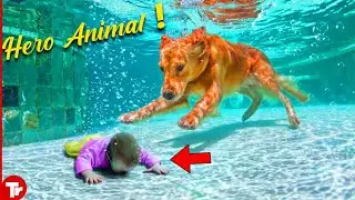 Animal Saving Human Lives Moments CAUGHT ON CAMERA!