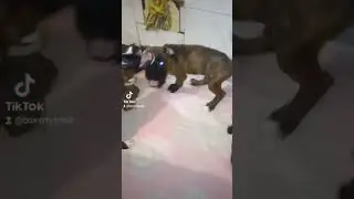 малышам 2 месяца/щенки/немецкие боксеры