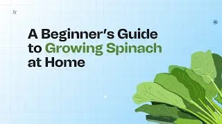 Watch Your Spinach Grow: The Ultimate Guide to Growing Lush Spinach in Grow Bags!