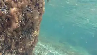 Осенняя кефаль
