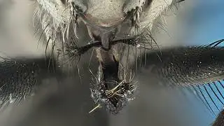 the fly macro in motion A Fly